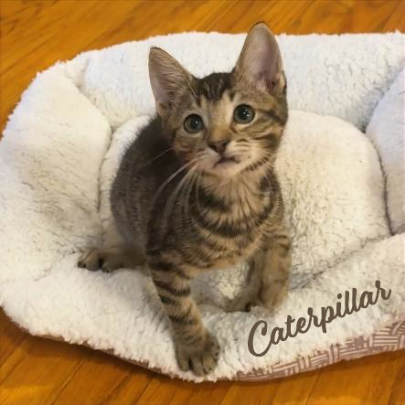 picture of the cat needing adoption