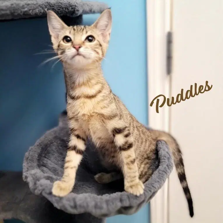 Puddles Wildcat-Striped - Tabby