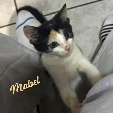 Mabel Little-Firecracker - Calico