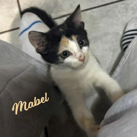 Mabel Little-Firecracker