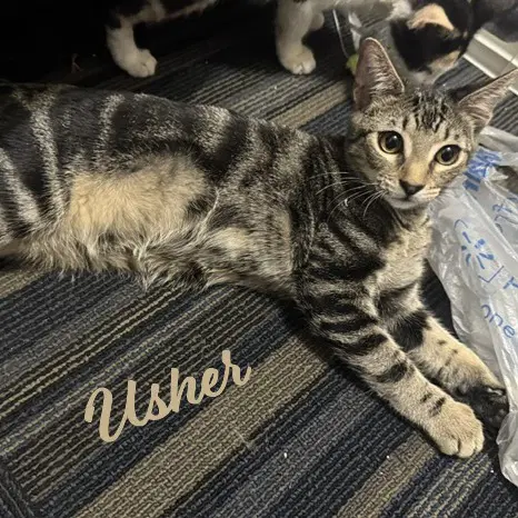Usher All-Time-Playgirl - Tabby