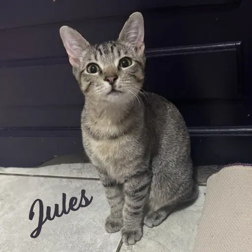 Jules Belly-Rub-King - Abyssinian