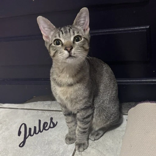Jules Belly-Rub-King