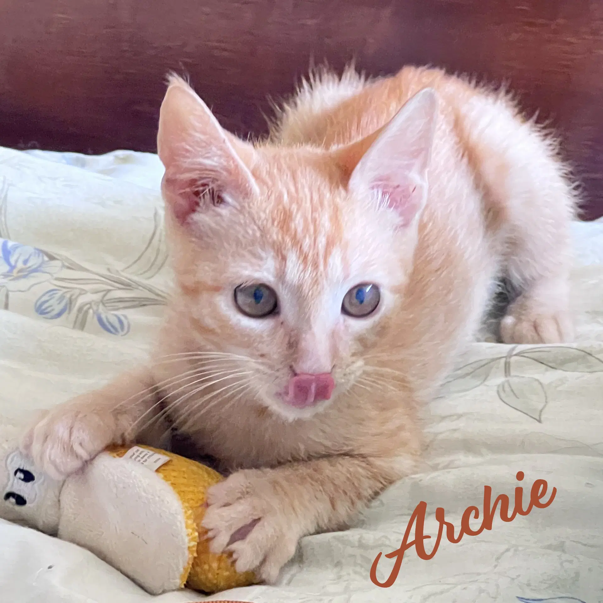 Archie Parkour-Champ - Tabby