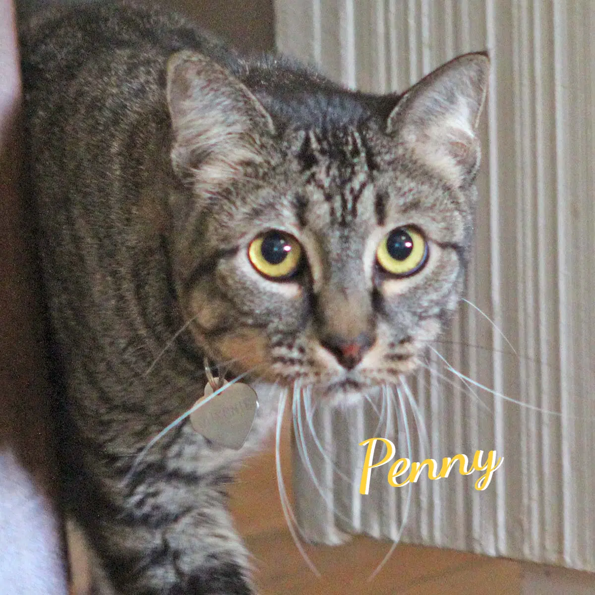 Penny Quiet-Cuddler - Tabby