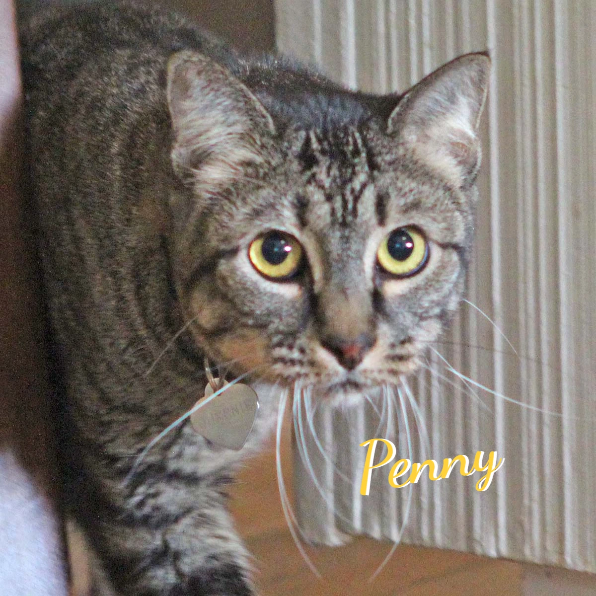 Penny Quiet-Cuddler