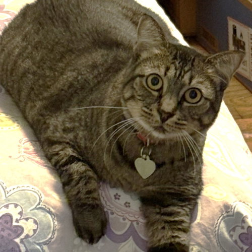 Photo 3 of Penny #quiet-cuddler