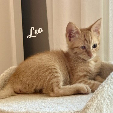 Leo #hard-hat-crew, a cat for adoption from HOMELESS & ORPHANED PETS ENDEAVOR