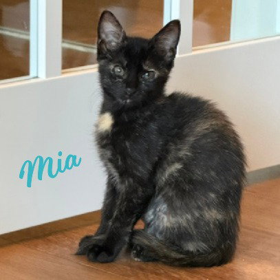 Mia #hard-hat-crew, a cat for adoption from HOMELESS & ORPHANED PETS ENDEAVOR