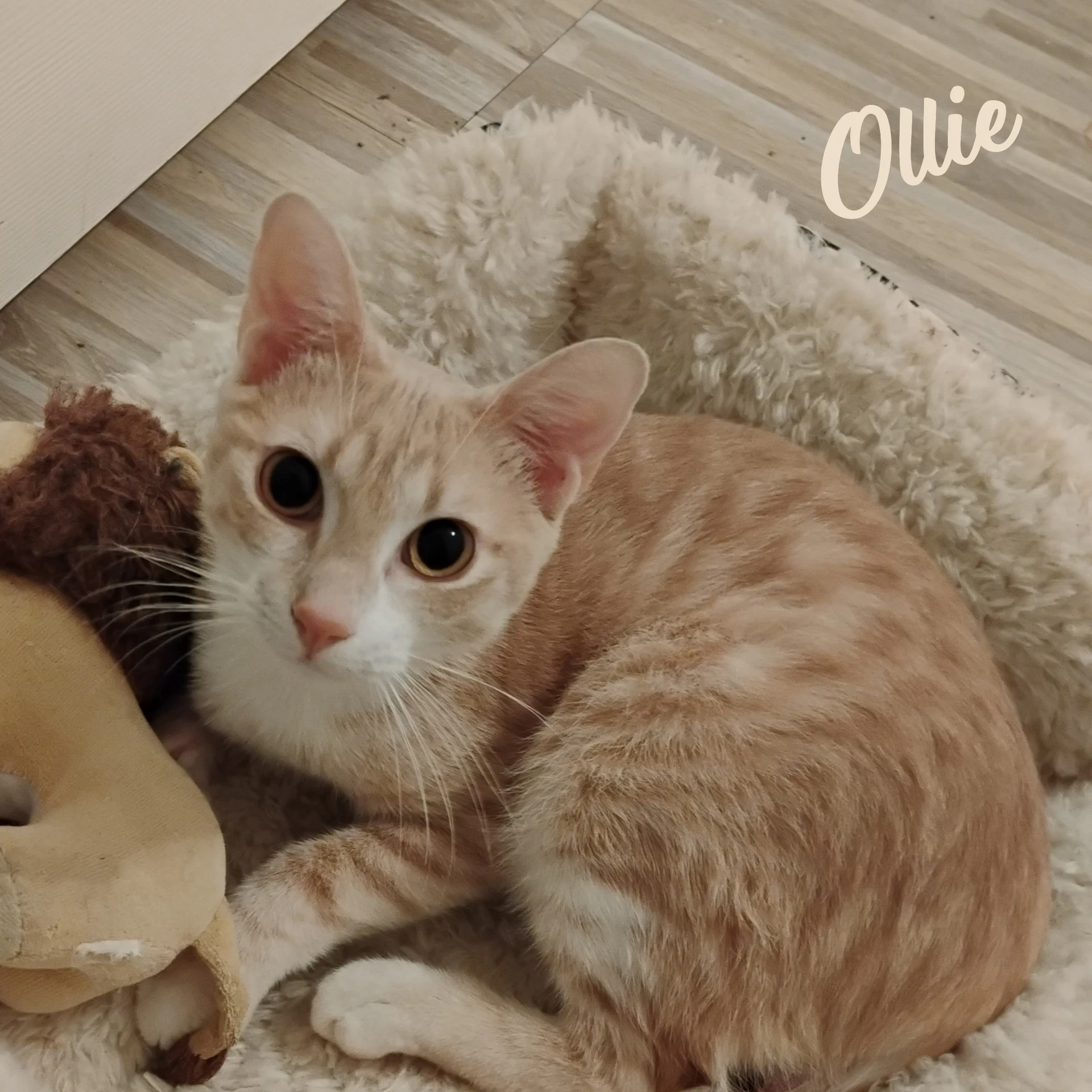 Ollie Stubby-Tailed