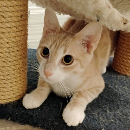 Photo 3 of Ollie #stubby-tailed