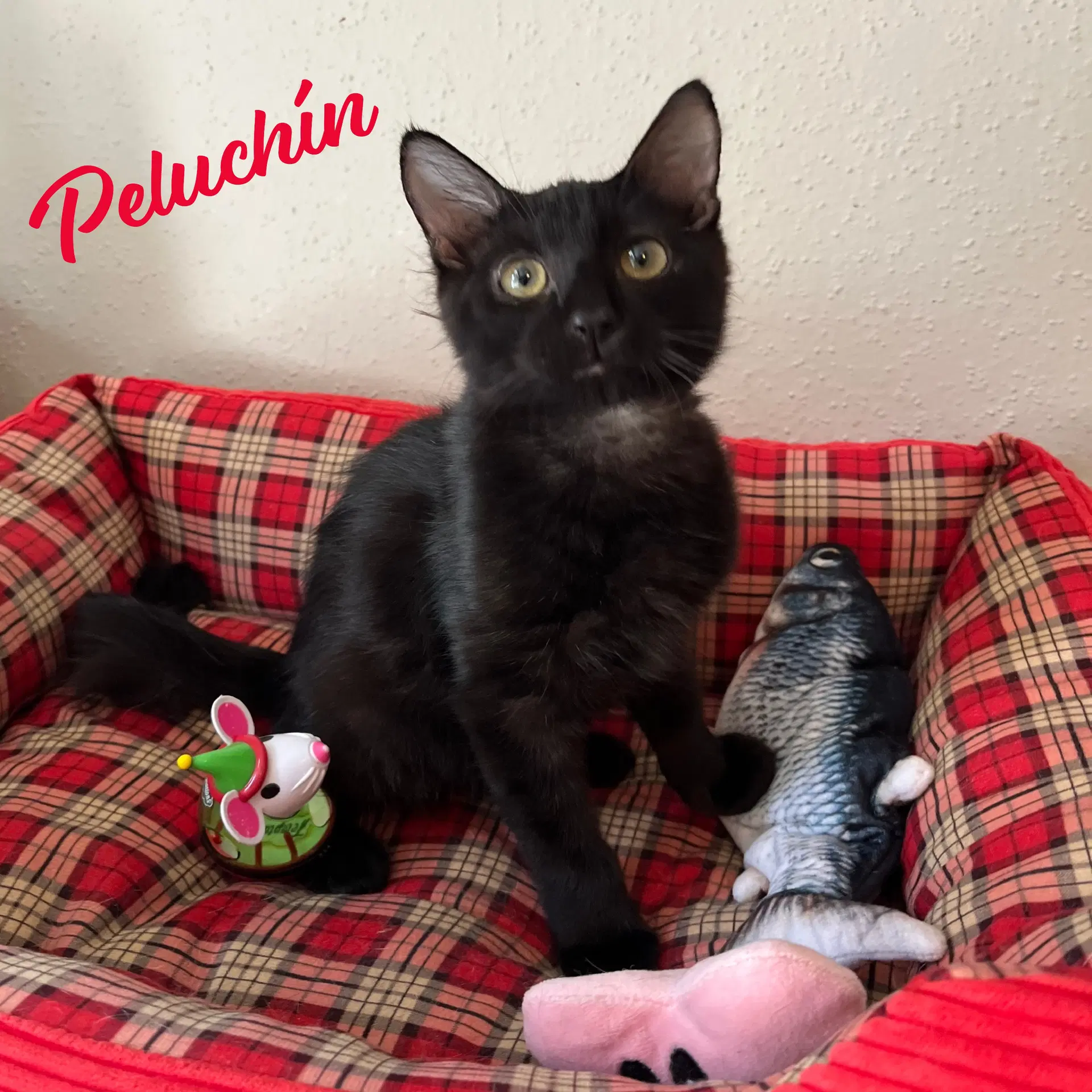 Peluchin Fluffy-Lap-Cat - Bombay