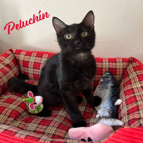 Peluchin #fluffy-lap-cat, a cat for adoption from HOMELESS & ORPHANED PETS ENDEAVOR