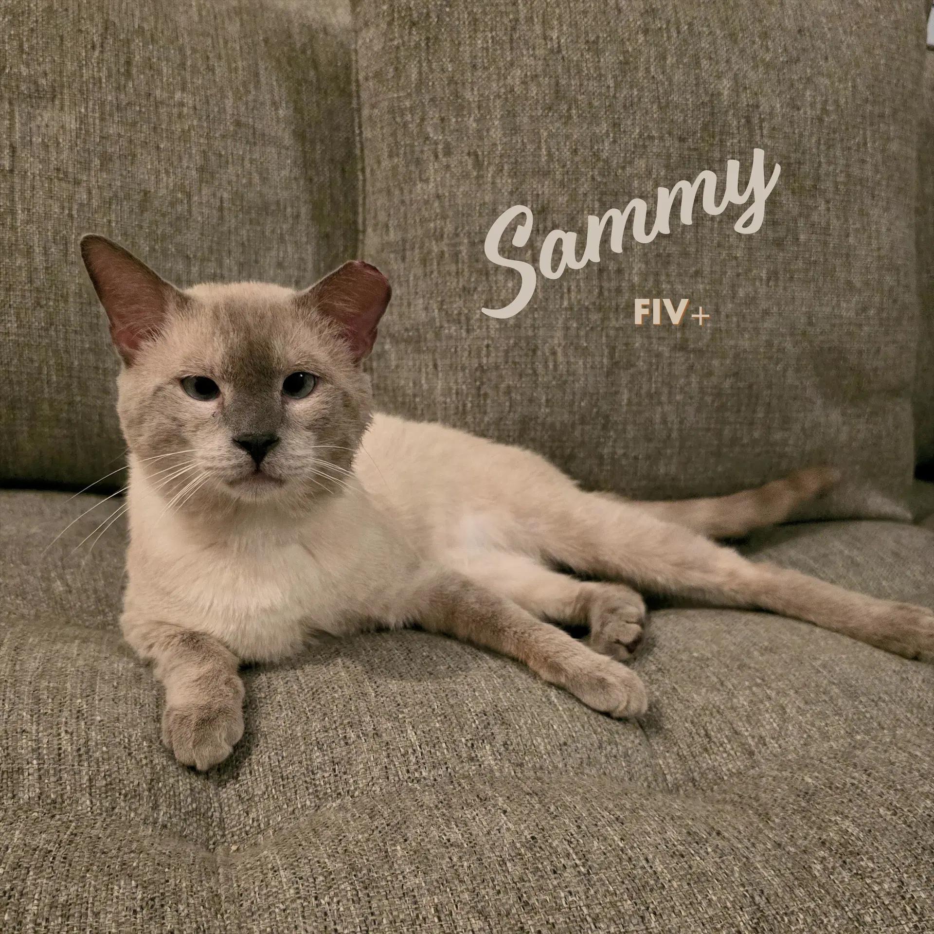 Sammy Soulful-Baby-Blue-Eyes - Siamese