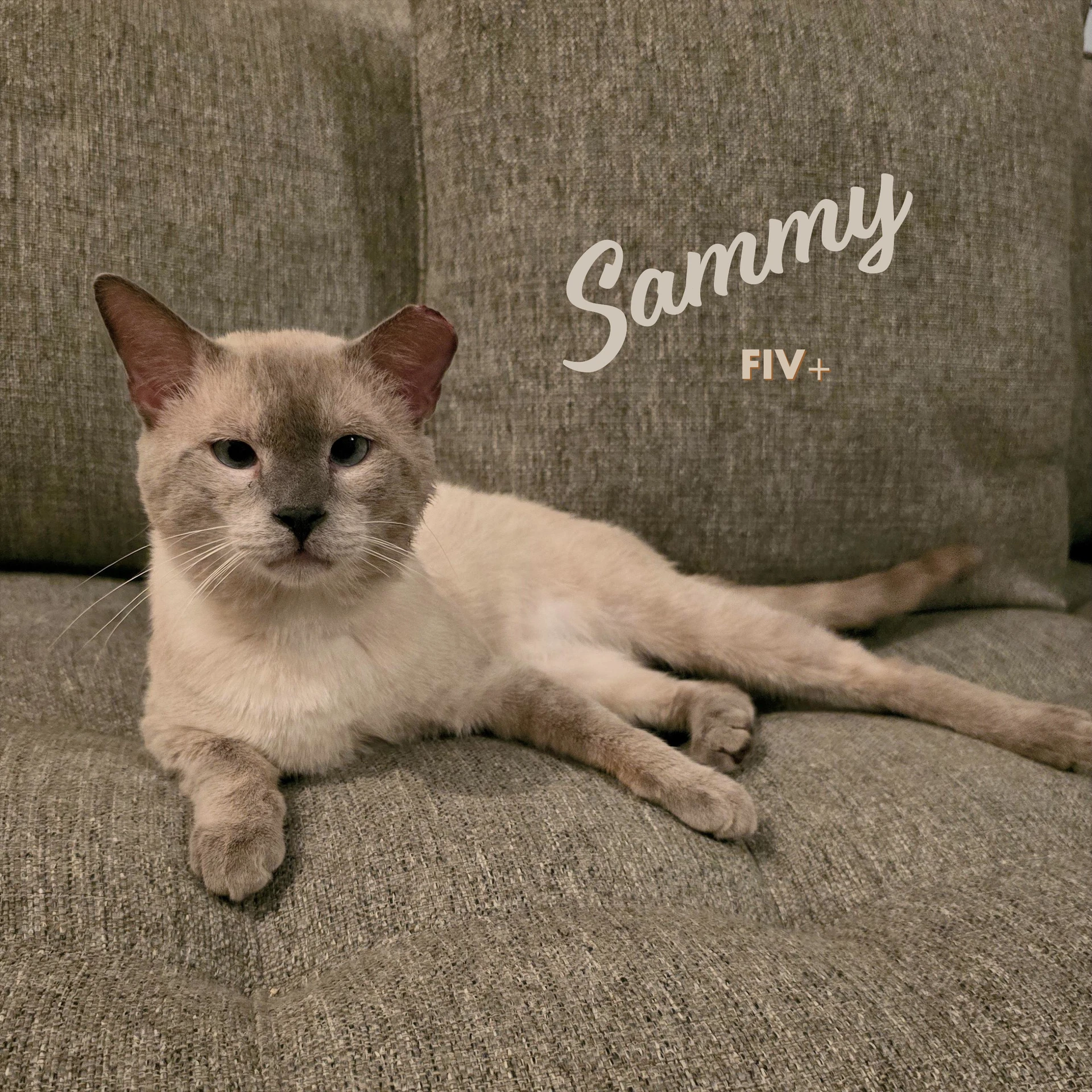 Sammy Soulful-Baby-Blue-Eyes