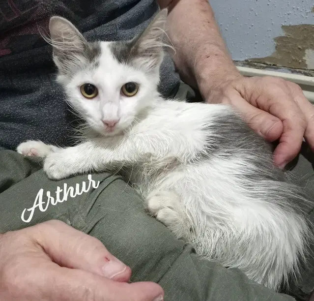 Arthur Fluffy-Sweetheart - Domestic Medium Hair