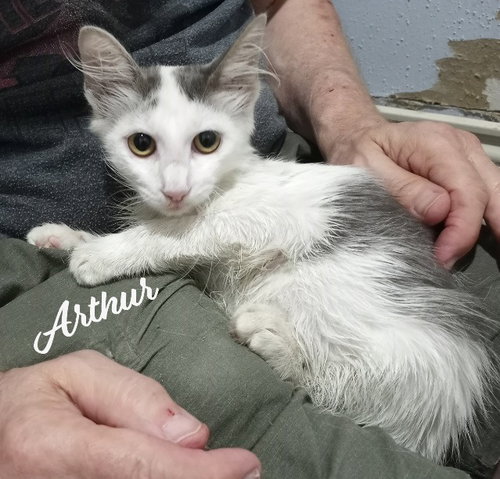Arthur #fluffy-sweetheart, a cat for adoption from HOMELESS & ORPHANED PETS ENDEAVOR