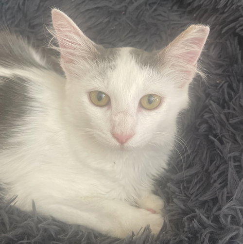 Photo 2 of Arthur #fluffy-sweetheart