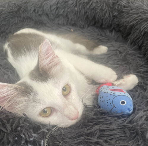 Photo 3 of Arthur #fluffy-sweetheart