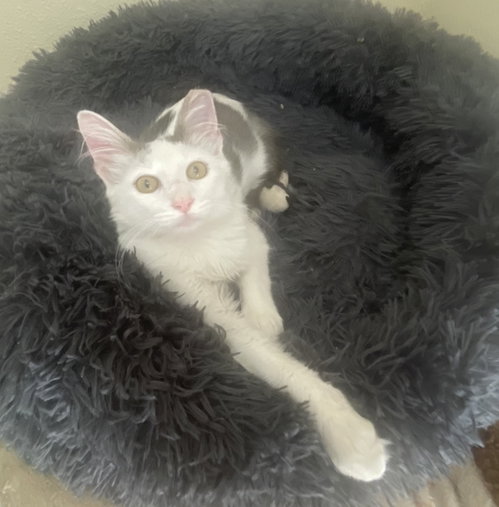 Photo 4 of Arthur #fluffy-sweetheart