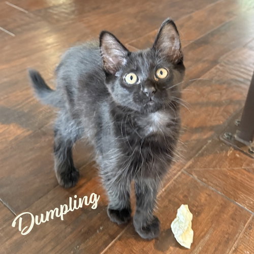 Dumpling #brother-of-Tini, a cat for adoption from HOMELESS & ORPHANED PETS ENDEAVOR