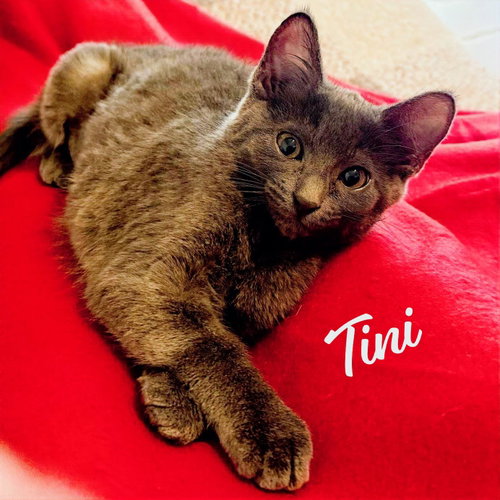 Tini #sister-of-Dumpling, a cat for adoption from HOMELESS & ORPHANED PETS ENDEAVOR
