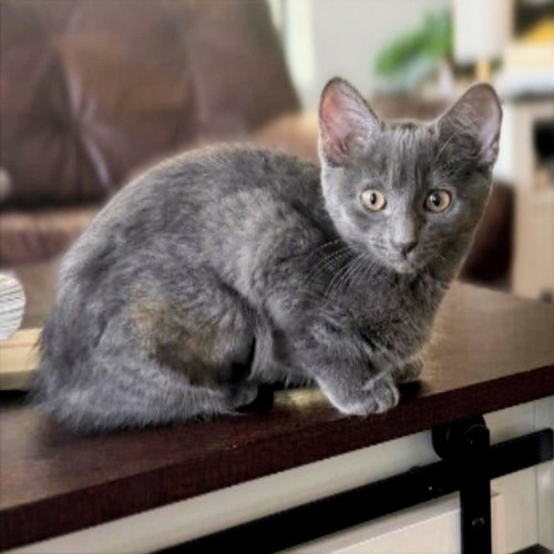 Photo 2 of Tini #sister-of-Dumpling
