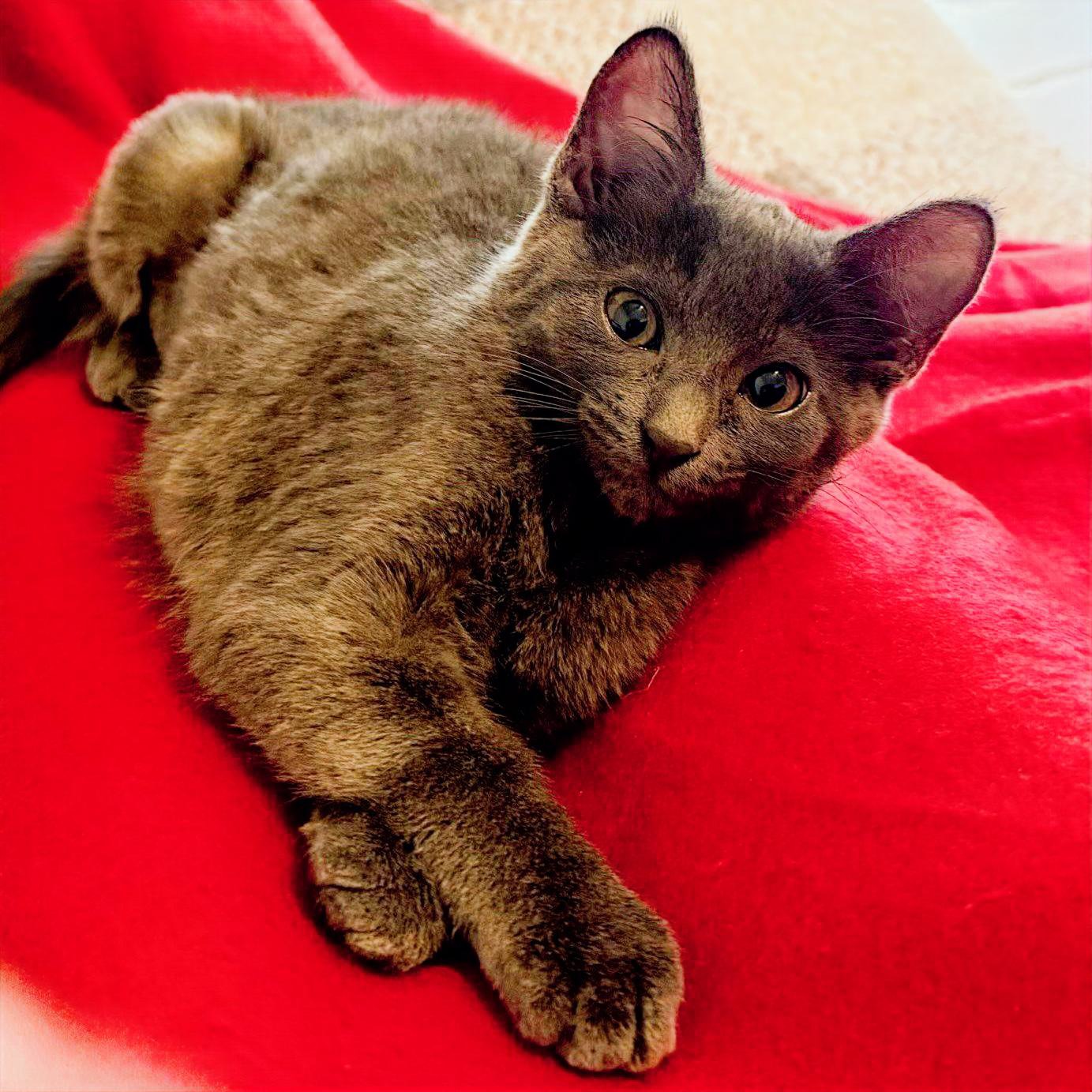 Tini #sister-of-Dumpling, photo 3