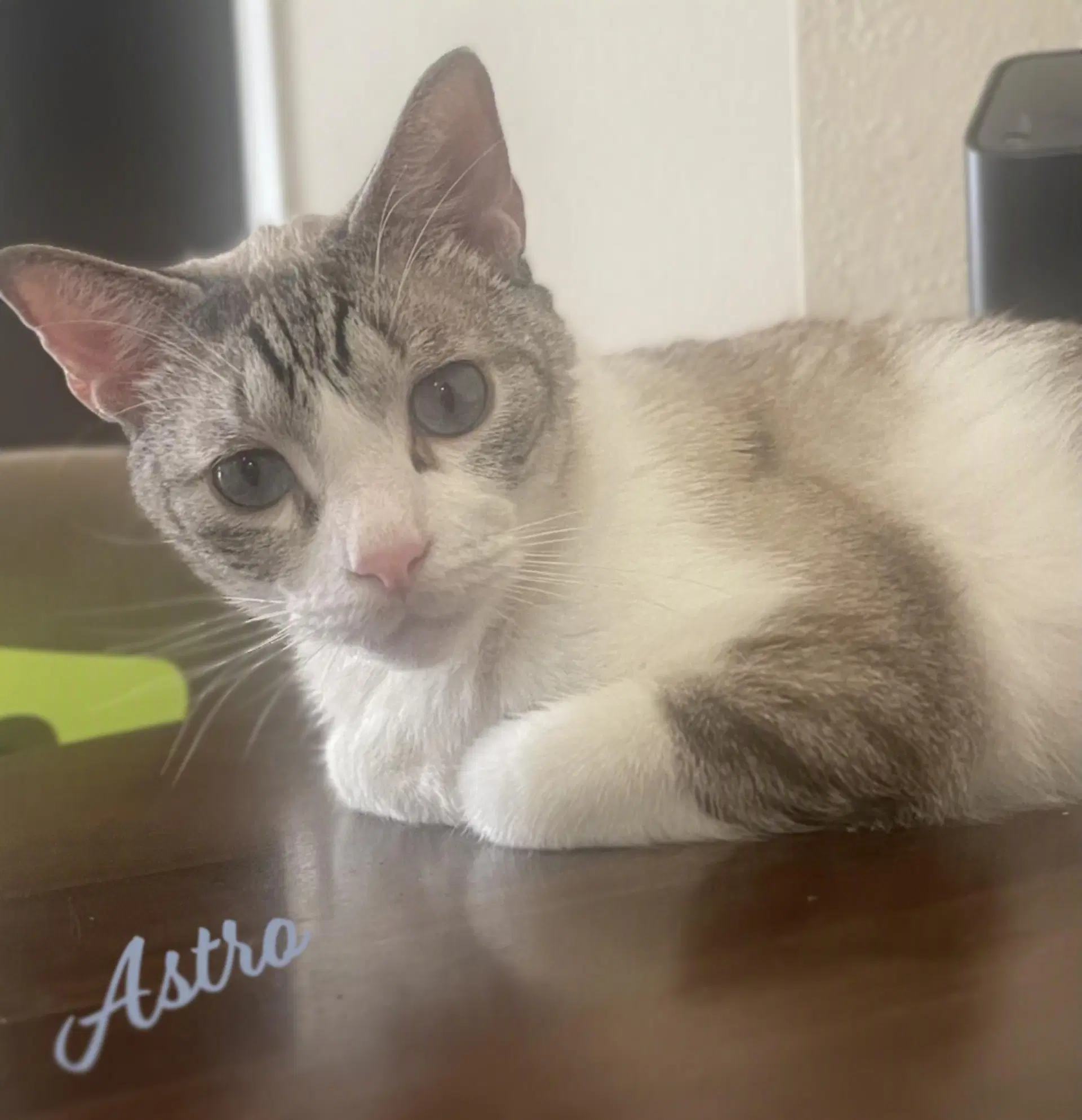 Astro Your-Whiskered-Shadow - Siamese