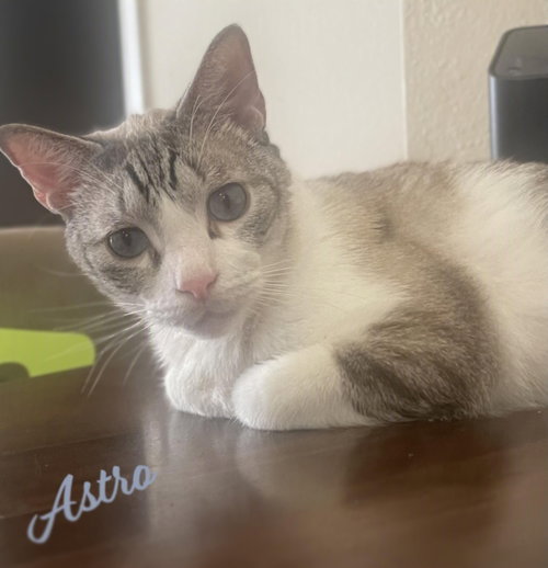 Astro #your-whiskered-shadow, a cat for adoption from HOMELESS & ORPHANED PETS ENDEAVOR