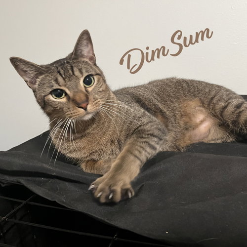 Dim Sum #brother-of-Dumpling, a cat for adoption from HOMELESS & ORPHANED PETS ENDEAVOR