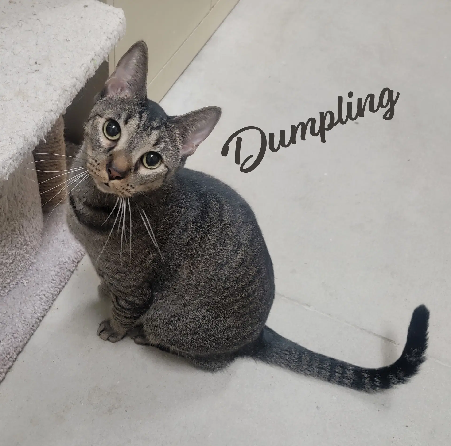 Dumpling Brother-Of-Dim-Sum - Tabby
