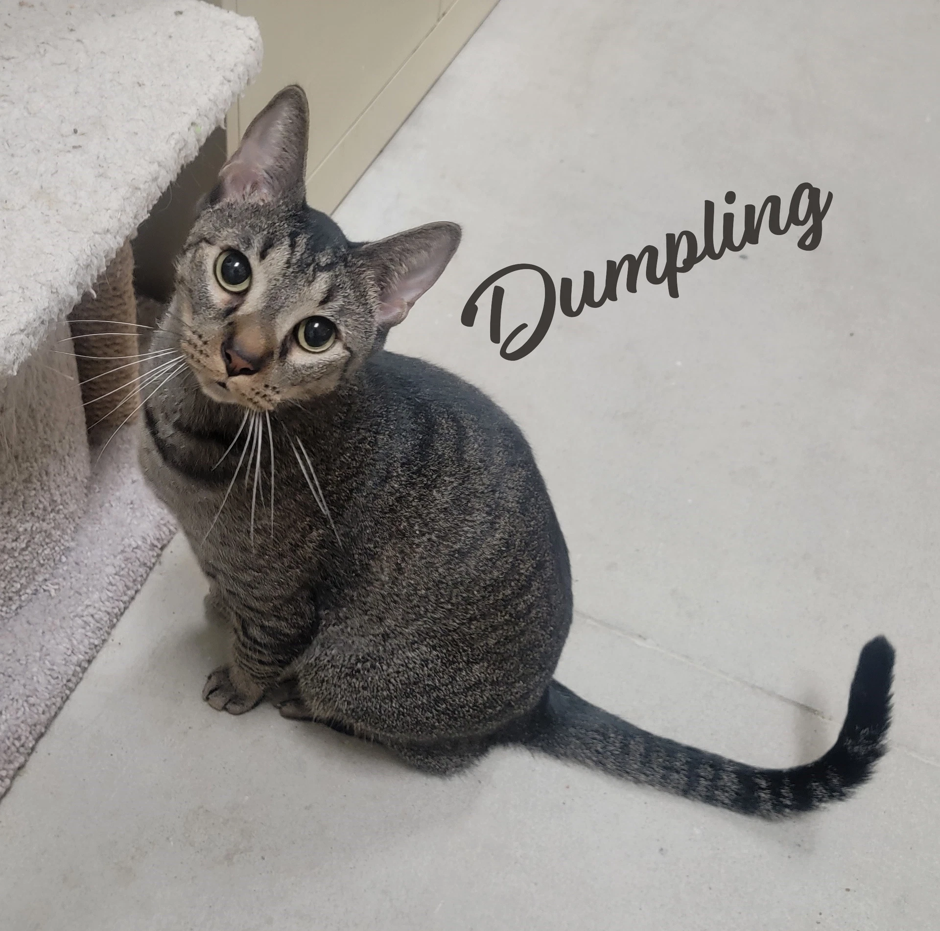 Dumpling Brother-Of-Dim-Sum