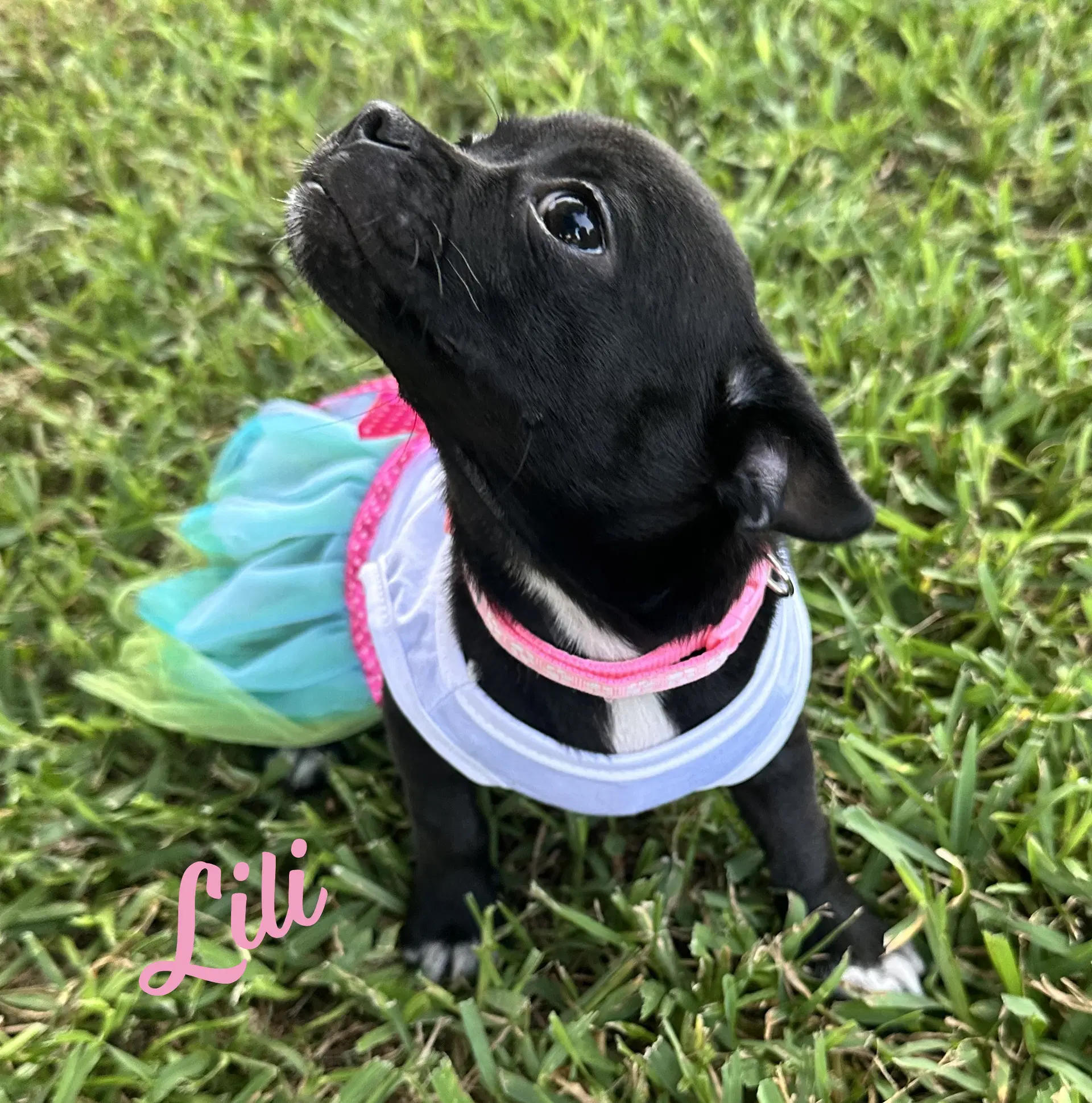 Lili Plush-Toy-Litter - Jack Russell Terrier