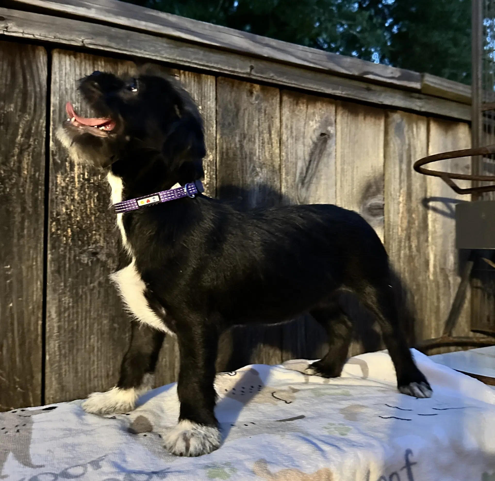 Lola Plush-Toy-Litter image 3