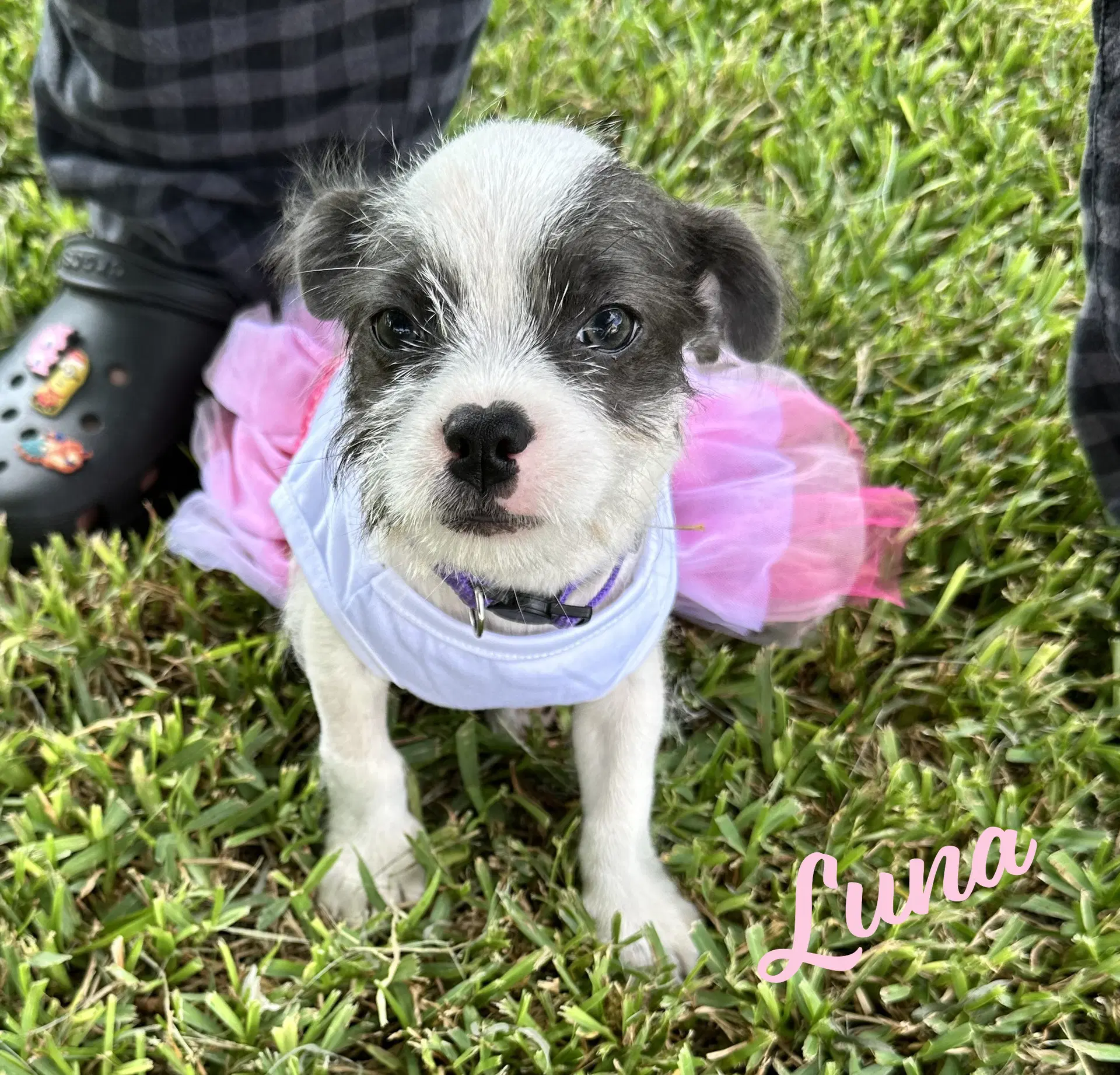 Luna Plush-Toy-Litter - Jack Russell Terrier