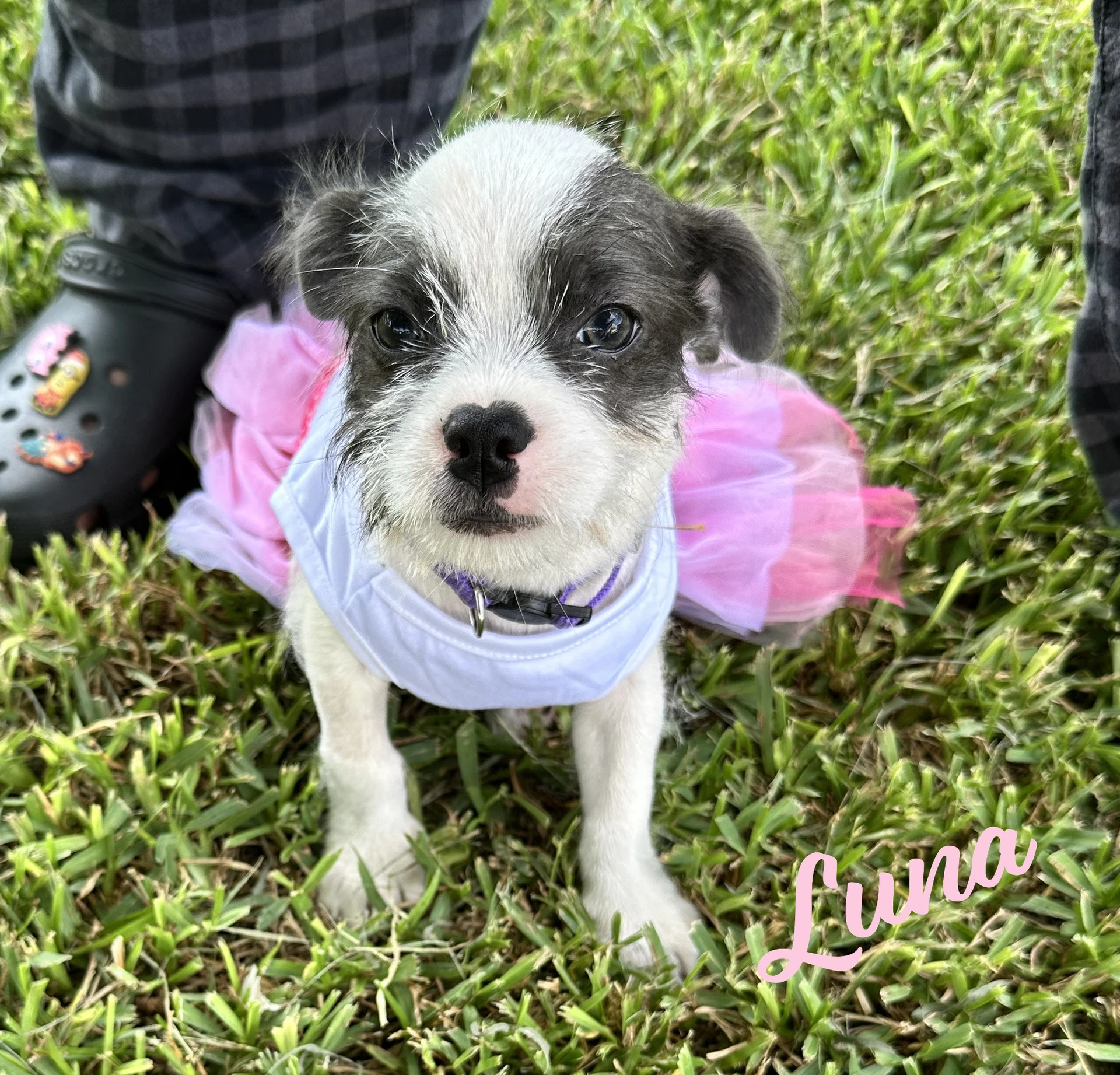 Luna Plush-Toy-Litter