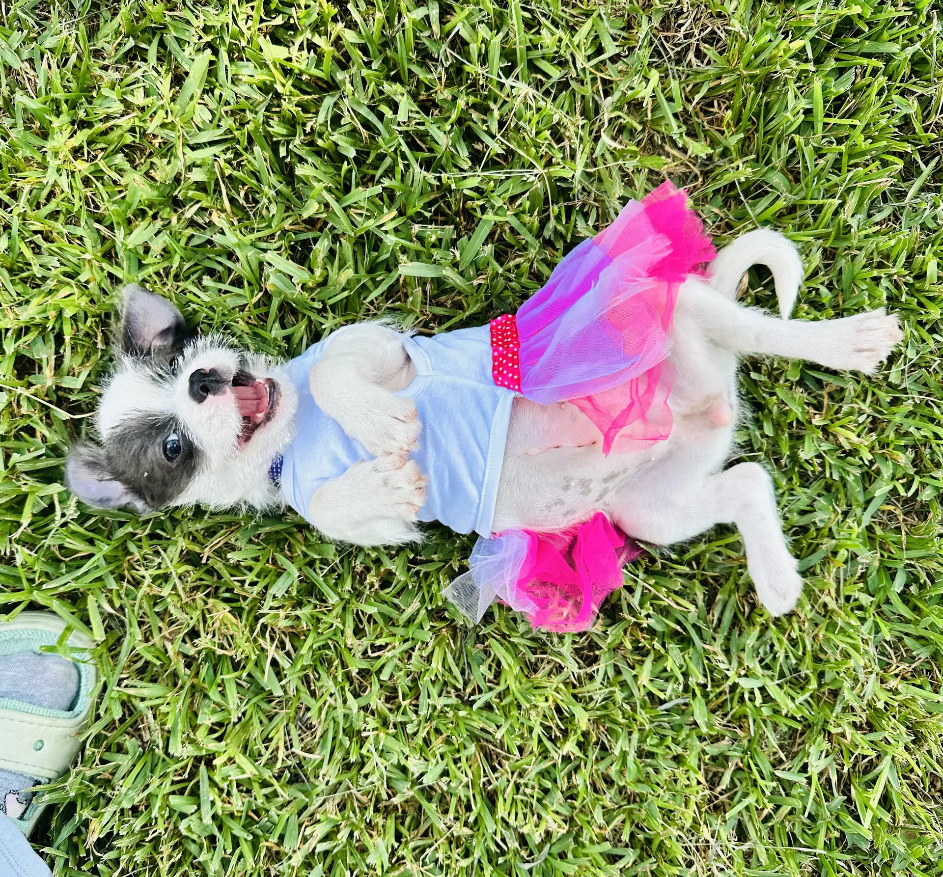 Luna Plush-Toy-Litter image 2