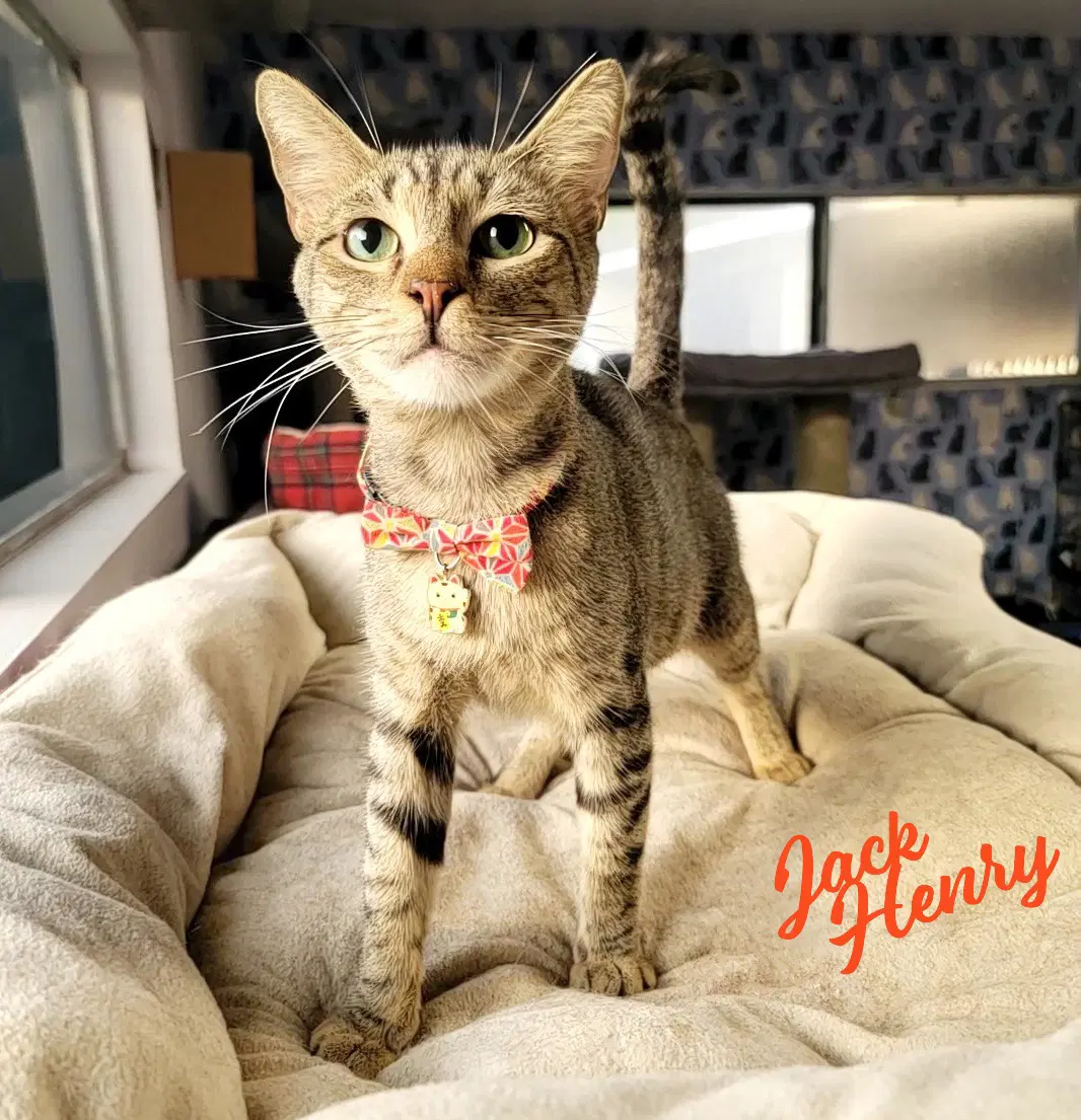 Jack Henry Sweet-As-Pie - Tabby
