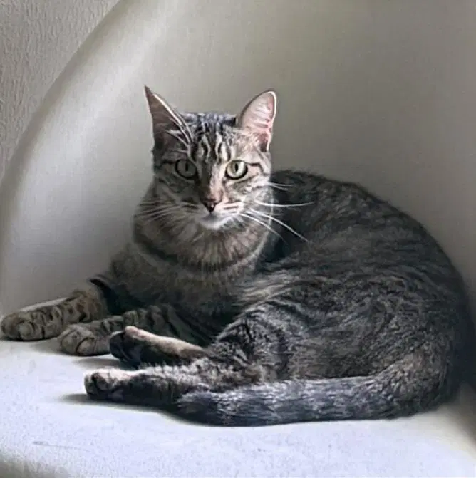 Star Caribbean-Island-Girl image 2