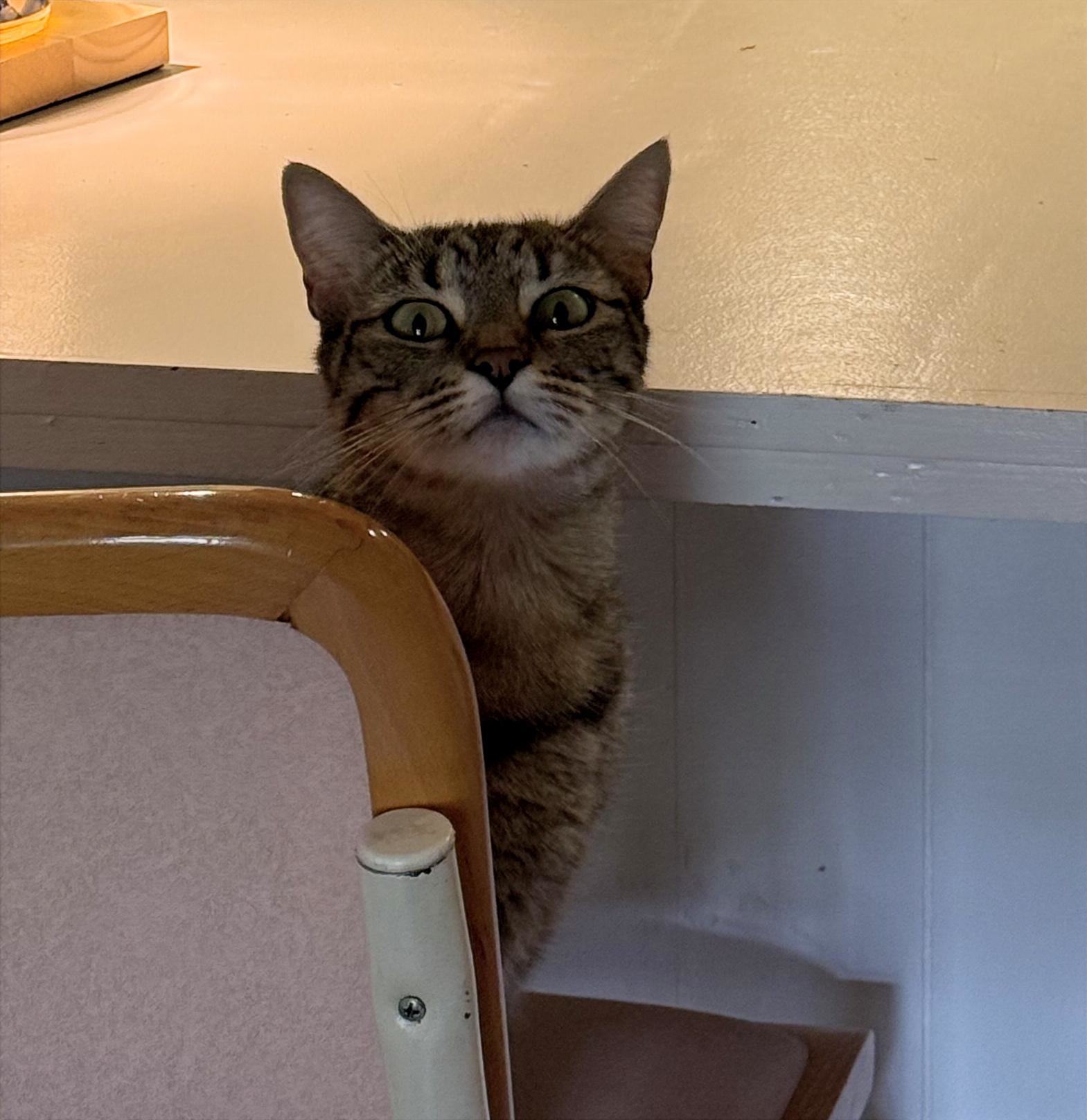 Star #Caribbean-island-girl, photo 4
