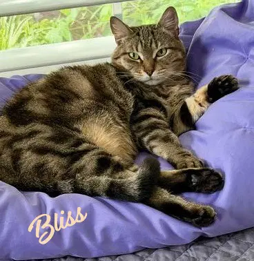 Bliss Classic-Tabby - Tabby