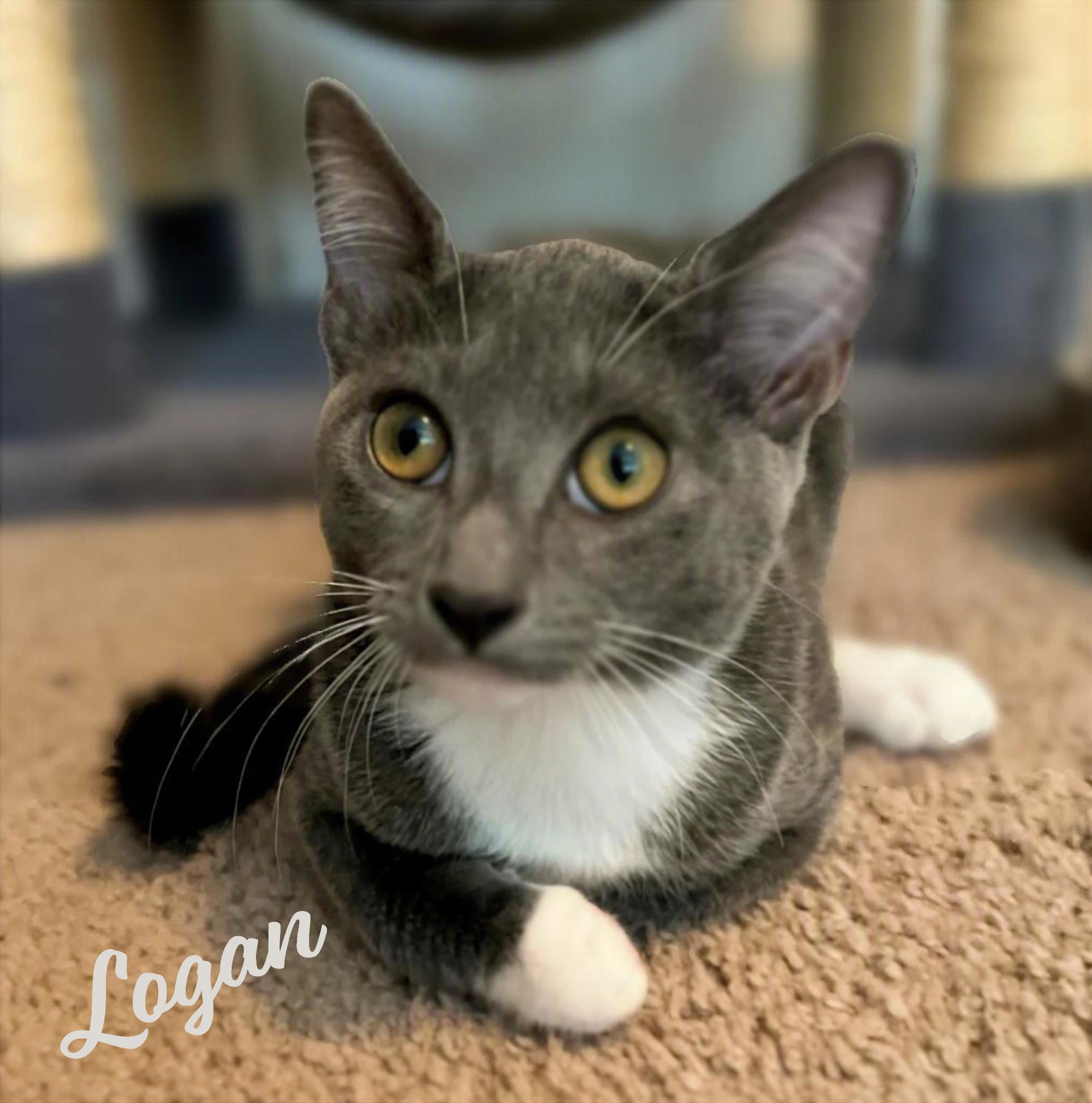 Logan Magnificent-Litter