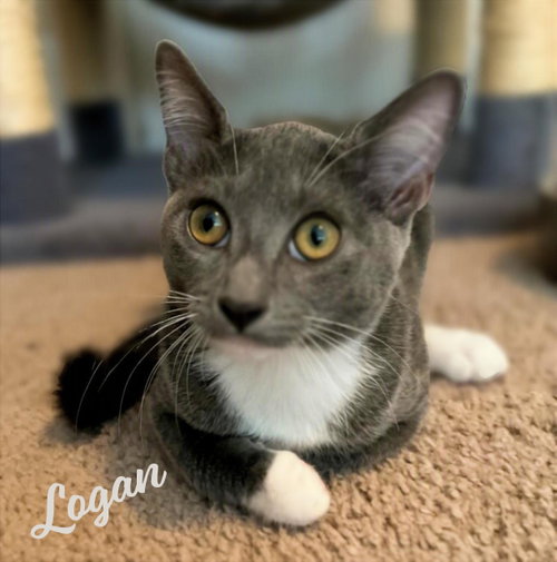 Logan #magnificent-7-litter, a cat for adoption from HOMELESS & ORPHANED PETS ENDEAVOR