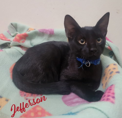 picture of the cat needing adoption