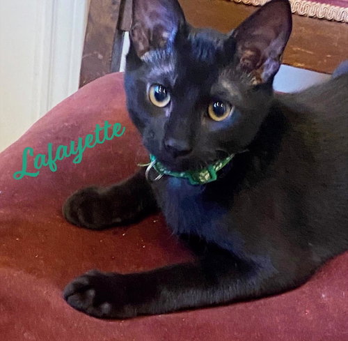 picture of the cat needing adoption