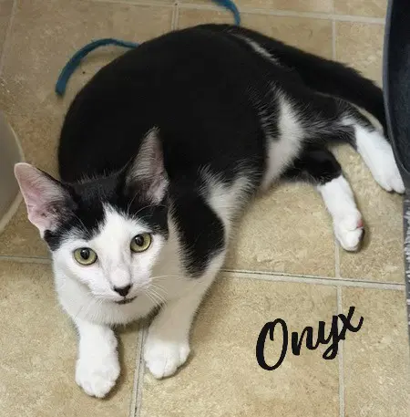 Onyx Fireball - Tuxedo
