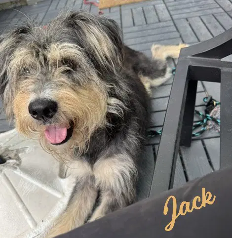 Jack All-Wags-Grins image 1