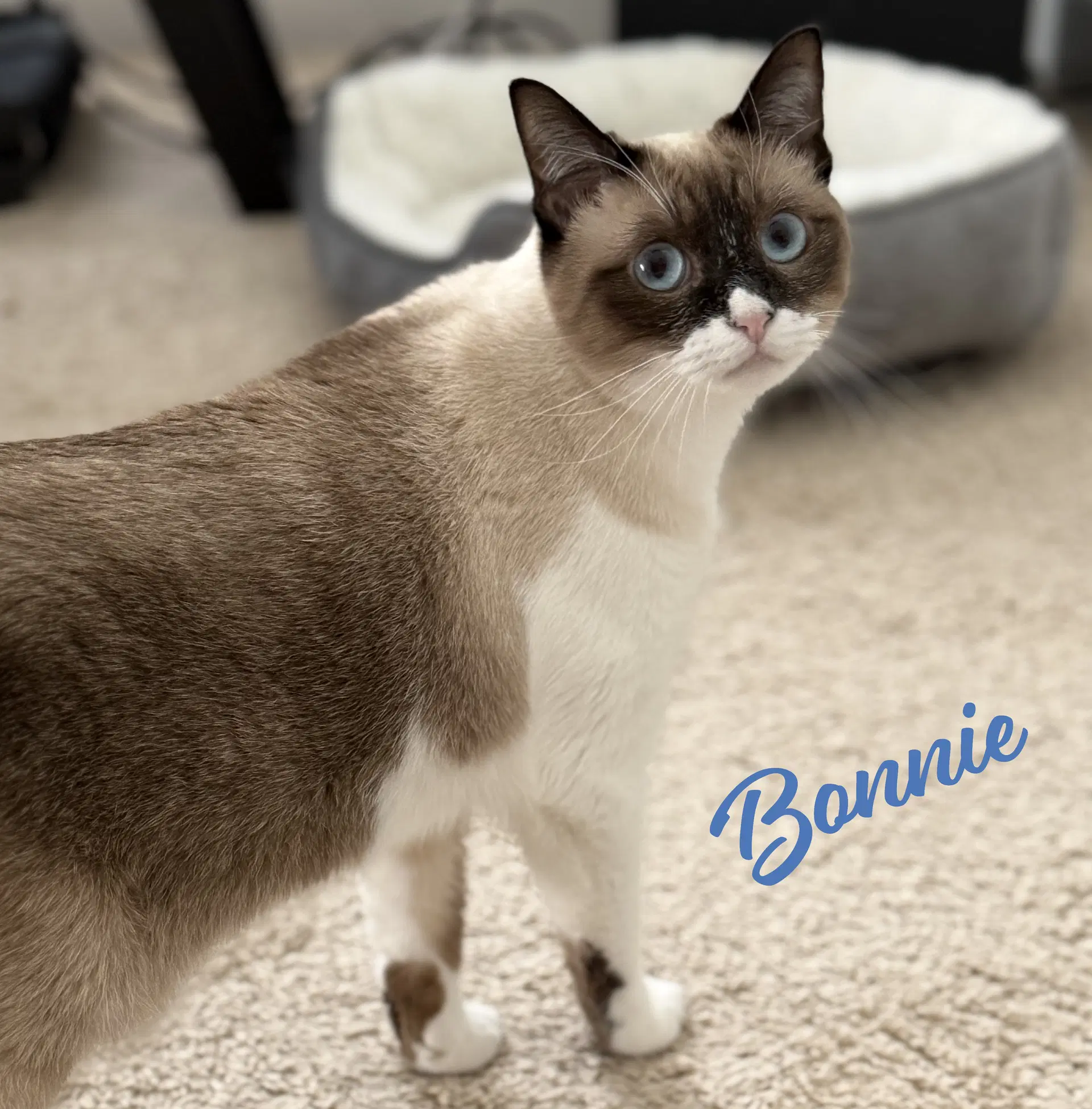 Bonnie Blue-Eyes - Snowshoe