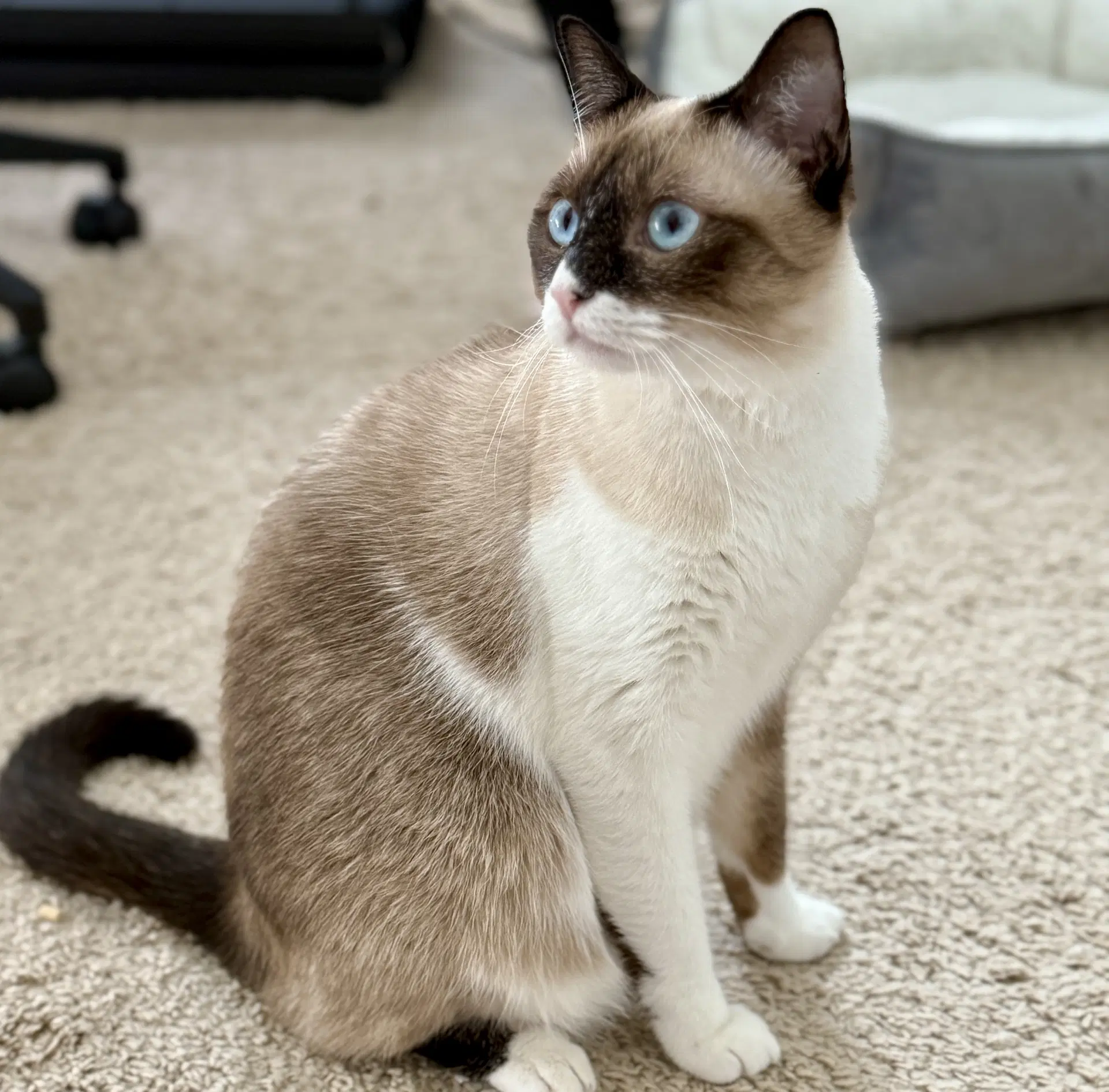 Bonnie Blue-Eyes image 3
